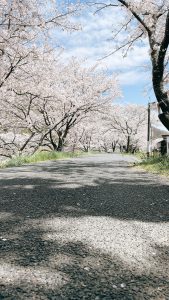 🌸お花見🌸